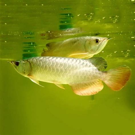 Live Fish Golden Arowana Super High Back (6 Inches) With Certificate ...