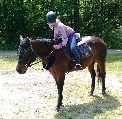 Teddy · Copper Horse Crusade