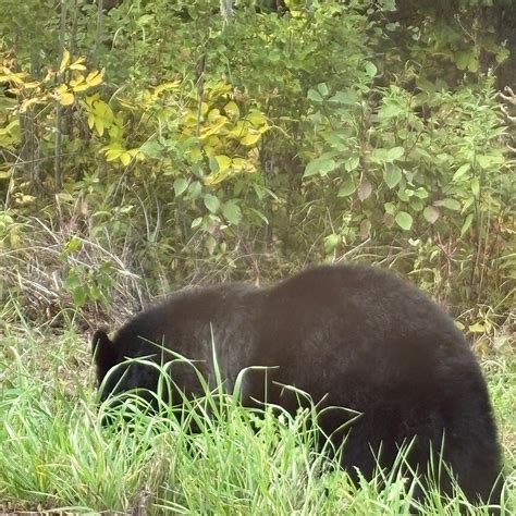 FALCON TRAILS RESORT (Falcon Lake, Manitoba) - Resort Reviews & Photos ...