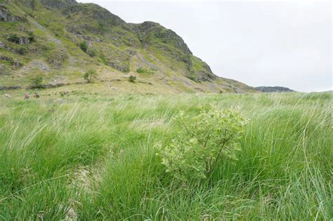 A Guide to Upland Habitats