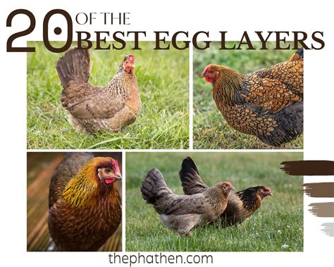Egg Laying Chicken Breeds