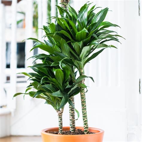 Dracaena Fragrans - Compacta | Flowers by Flourish
