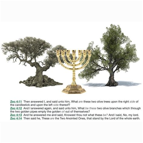 Zechariah 4:11-14 | Olive branch, Zechariah, Whole earth