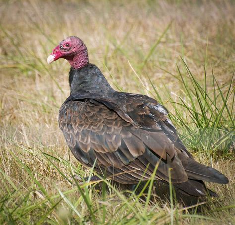 NW Bird Blog: Turkey Vulture