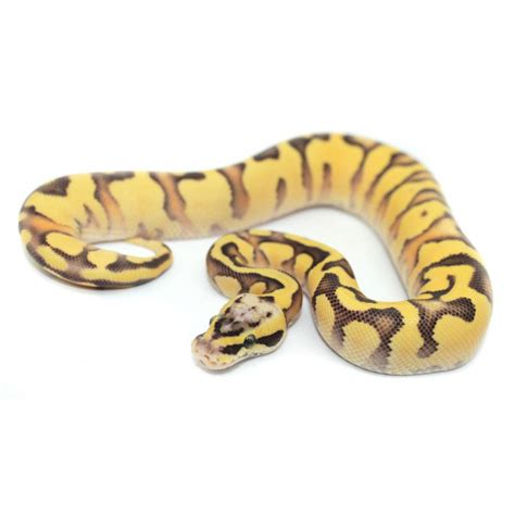 Image result for Enchi Royal Python