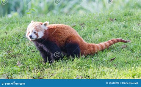 Image result for Red Panda vs Firefox