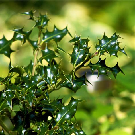 When to prune holly bushes for fabulously festive…