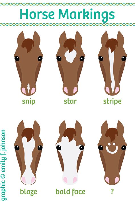 Types Of Horse Colors And Markings at Imogen Parry-okeden blog