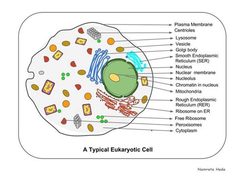 Cell Structure and Function 的图像结果