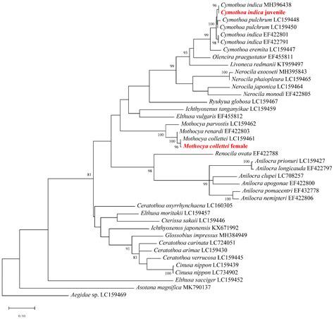Morphological and Molecular Study of the Fish Parasitic Crustaceans ...