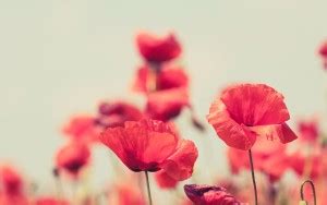 Nature Sticker Poster|Flowers Poster |Wall Decor |Decorative wall ...