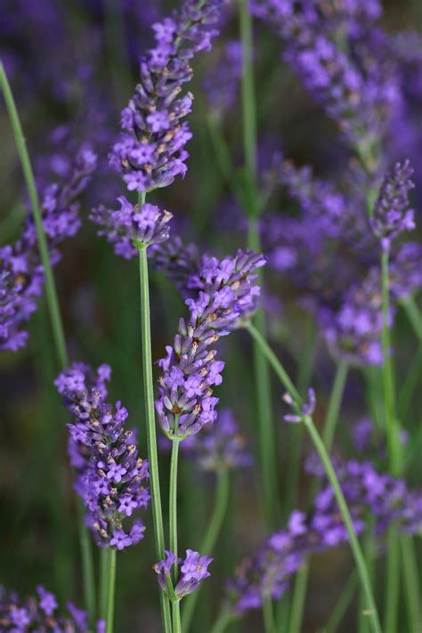 Free Images : nature, prairie, summer, herb, rod, provence, flowering ...