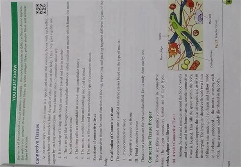 Connective Tissue Function 的图像结果