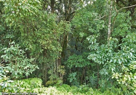 Sacred Groves in Meghalaya | Official website of Meghalaya Biodiversity ...