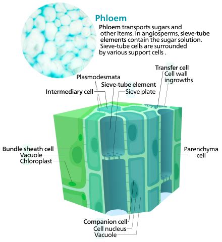 Complex permanent tissue : Phloem — lesson. Science CBSE, Class 9.