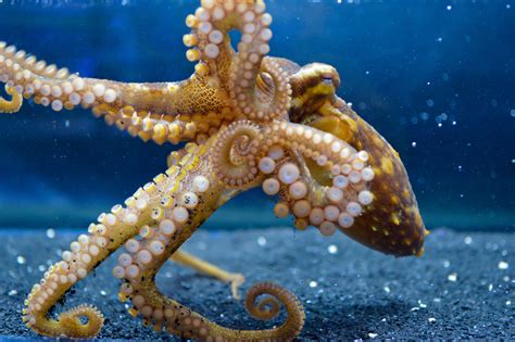 Octopuses use their arms to sense and respond to microbiomes on the seafloor