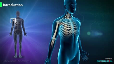 Image result for Shoulder Anatomy Animated Tutorial