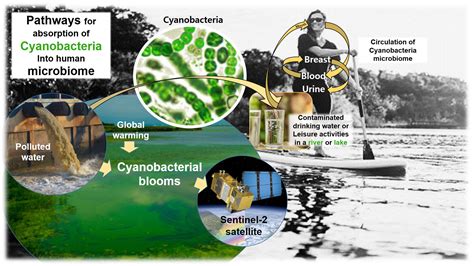 Analysis of the Impact of the Presence of Phylum Cyanobacteria in the ...