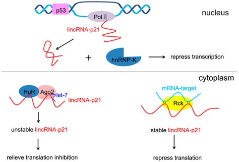 LincRNA-p21: Implications in Human Diseases