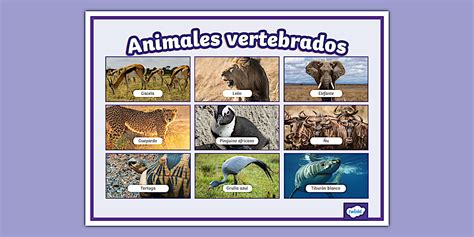 Lámina de animales vertebrados | Twinkl (teacher made)