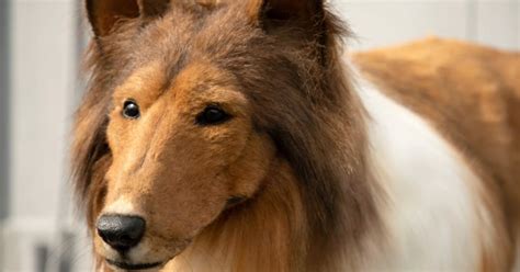 Japanese Man Turned Dog Dreams Of Starring In Films