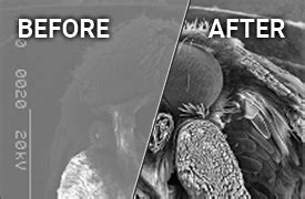 Microscope Image Processing 的图像结果