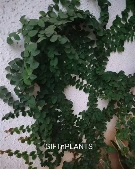 Ficus Pumila Plant, Climbing Fig, Paththar Bael, Weeping Fig (in polyb ...