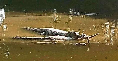 Karamjal Wildlife Breeding Centre 3