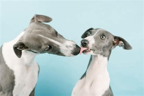 Bully Whippet Dog Genetics: Unveiling Double Muscling Traits