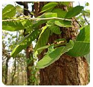 Forestry :: Timber Tree Species