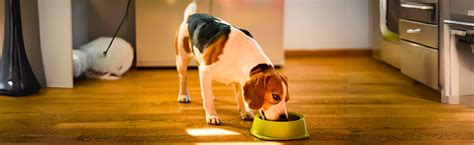 Understanding Dog Food Types - Kibble, Wet, Raw & Home-Made – The Basil ...