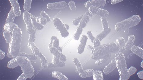 Image result for Bacteria Reproduction Animation