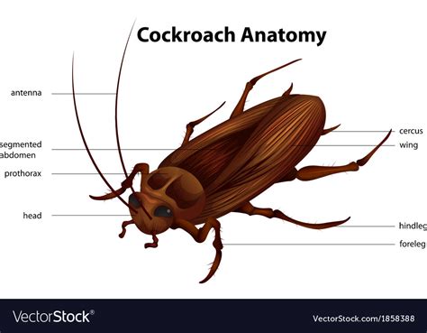 Image result for Cockroach Legs