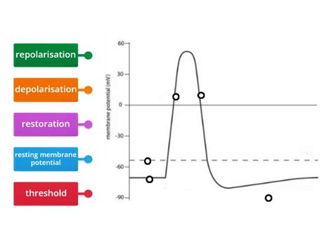 Advanced higher biology action potential stages graph - Labelled diagram