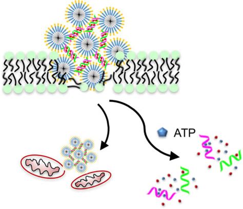 Therapeutic Peptide Amphiphile as a Drug Carrier with ATP-Triggered ...