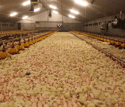 Commercial Broiler House at Lorena Perez blog