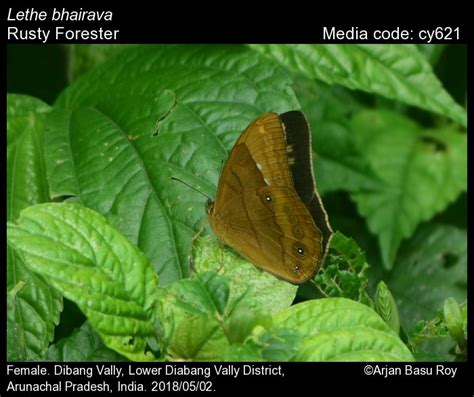 Lethe bhairava (Moore, [1858]) - Rusty Forester | Butterfly