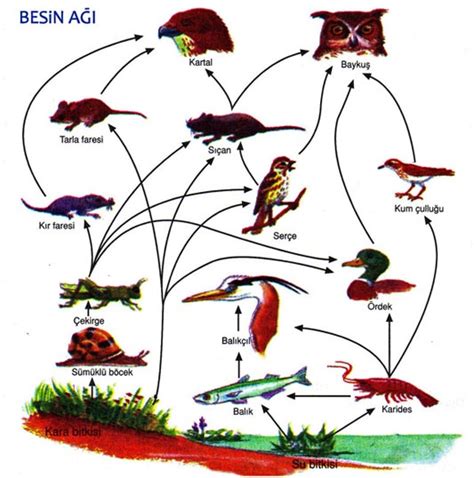 Besin Zinciri ve Enerji Piramidi