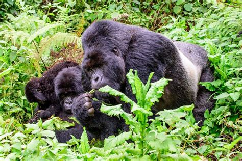12 Interesting Facts About Silverback Mountain Gorillas