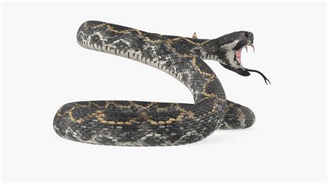 3D Giant Dark Rattlesnake Rigged for Maya model | 3D Molier International