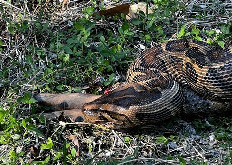 Image result for Python Swallowing a Deer