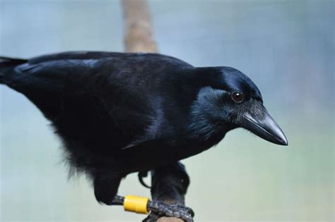How crows and jays have different attitudes to food when other birds ...