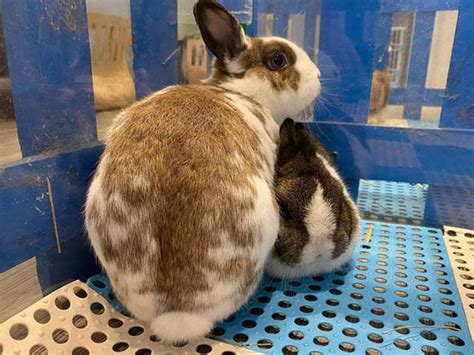 Move Over Cats and Dogs, Time To Exclaim Over Rabbits In A Cafe | Femina.in