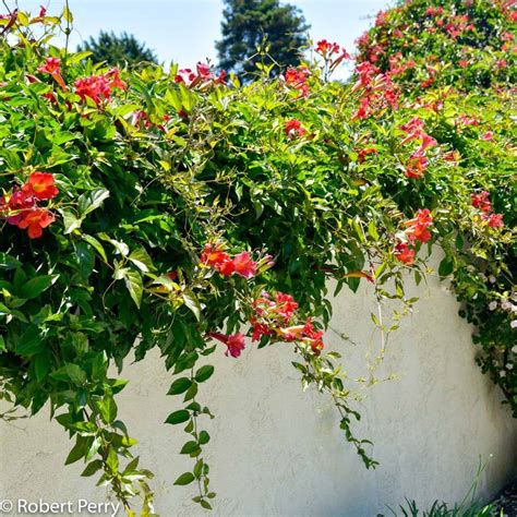 Blood-red trumpet vine + cv - Waterwise Garden Planner