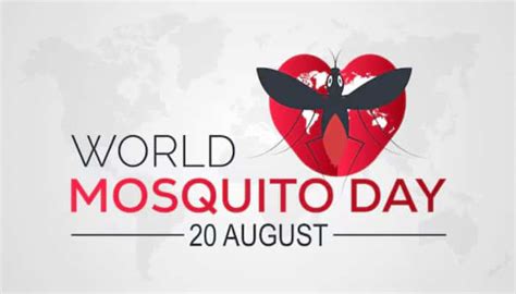 World Mosquito Day 2025: How To Protect Yourself From Mosquitoes ...