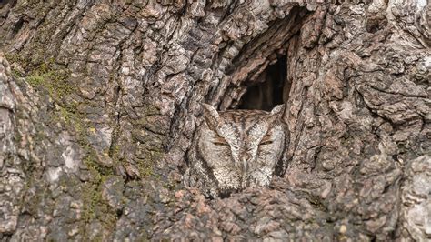 9 creatures that are masters of disguise | BBC Earth