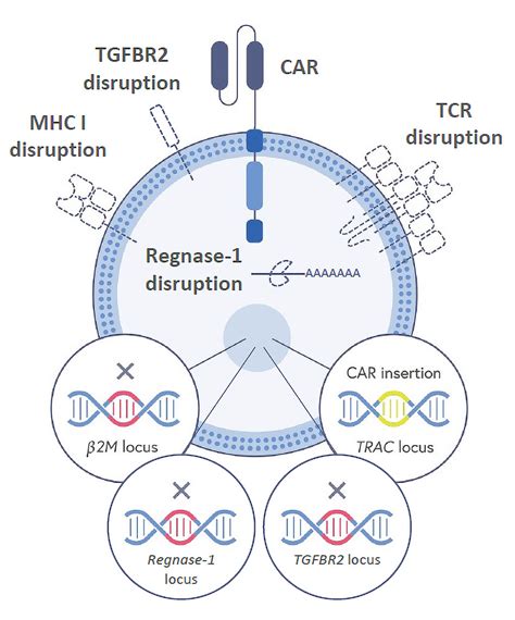 Unlike CRISPR 1.0, which hacks through DNA, CRISPR 2.0 is capable of ...