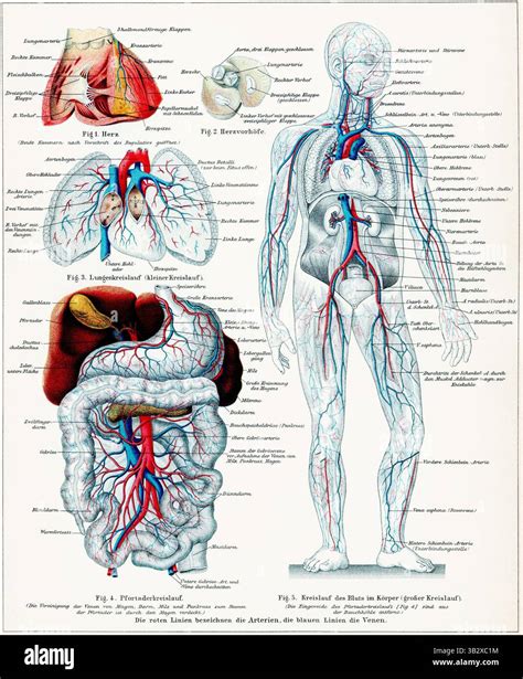 Human blood vessels and major organs with pulmonary circulation, portal vein circulation, and ...