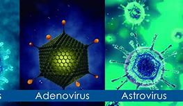astrovirus 的图像结果