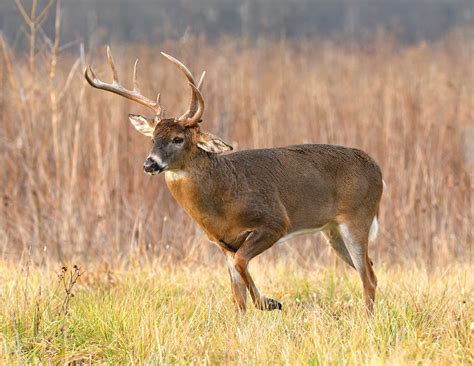 Characteristics of Whitetail Deer Antlers | Mossy Oak Gamekeeper